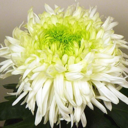 Одноголовая хризантема Louis germ white 🌼 о.26