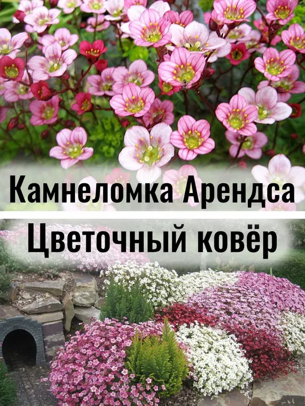 Камнеломка Арендса "Цветочный ковёр" саженец в контейнере Р9