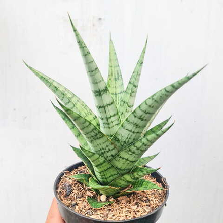 Сансевиерия GALAXY