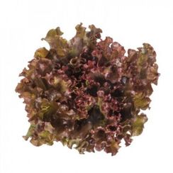 ОРБИТАЛ семена салата (Rijk Zwaan | Alexagro)