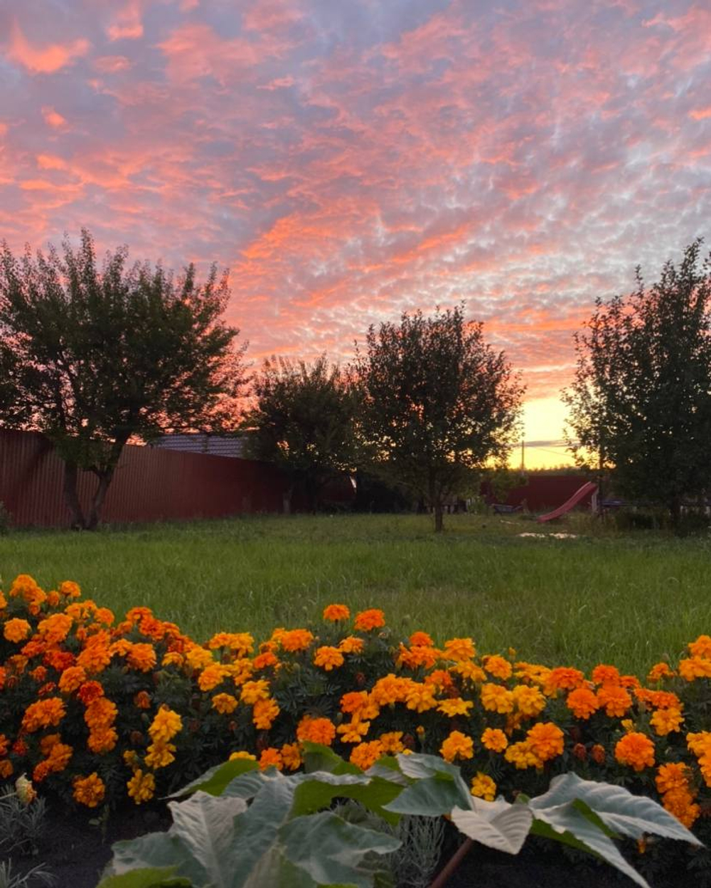 Бархатцы сортовые, большой пакет семян