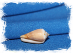 Конус магус каринатус (Conus magus carinatus) 1,5 - 2 см.