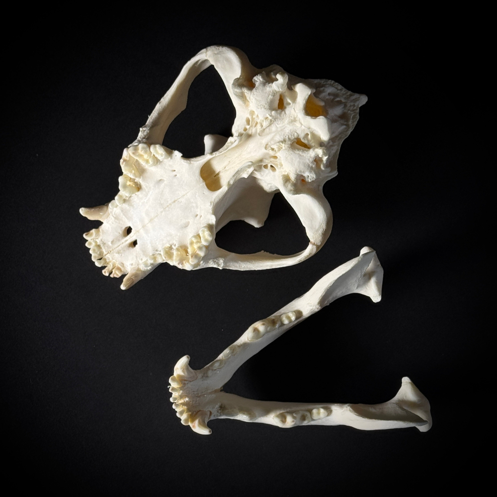 Череп собаки