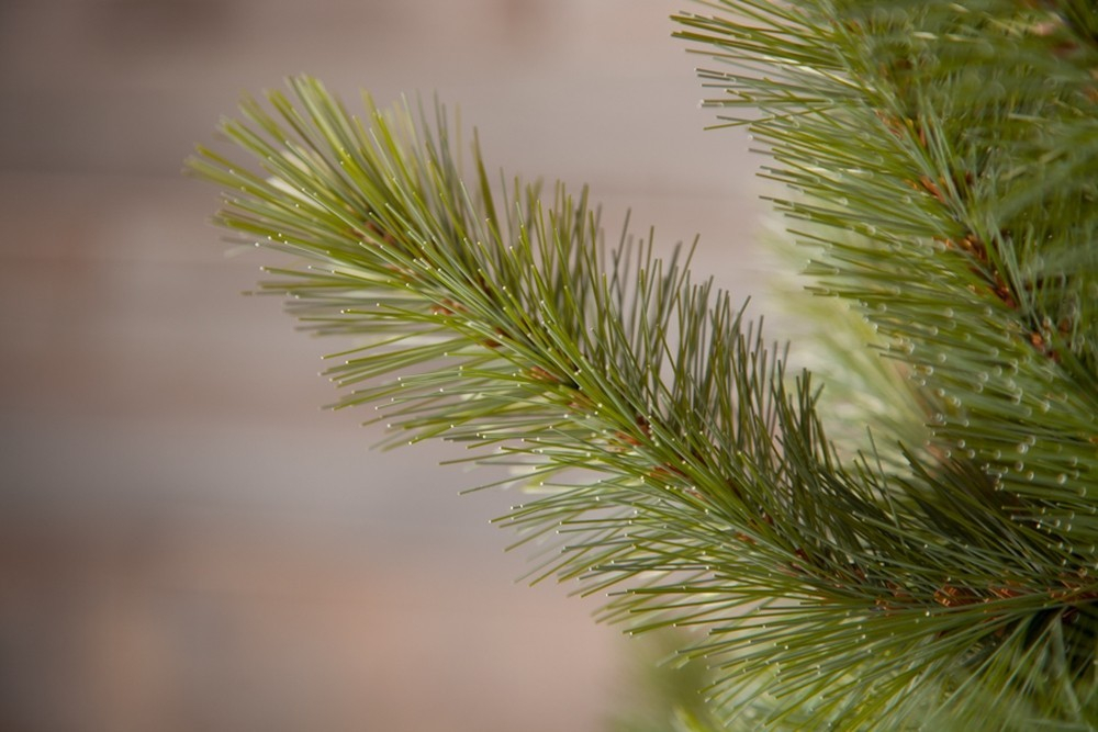 Ель Лесная красавица  215см голубая Triumph Tree