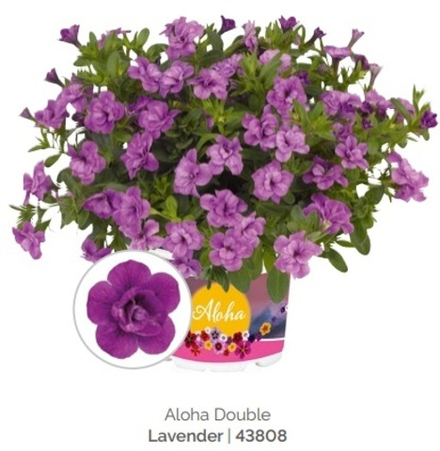 Calibrahoa Aloha double lavender ОКС укорененный черенок. Под заказ изготовление 4-5 недель