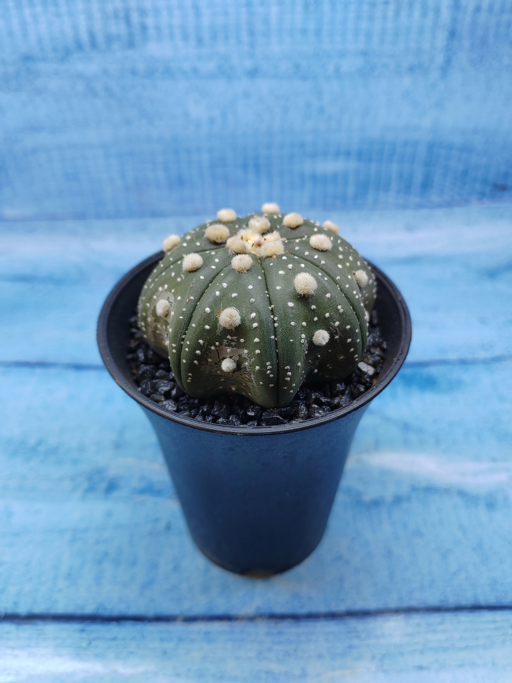 Astrophytum Asterias (Астрофитум)