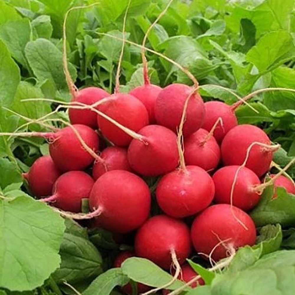 Cемена редиса Селеста F1 ,  Enza Zaden,  1 гр.