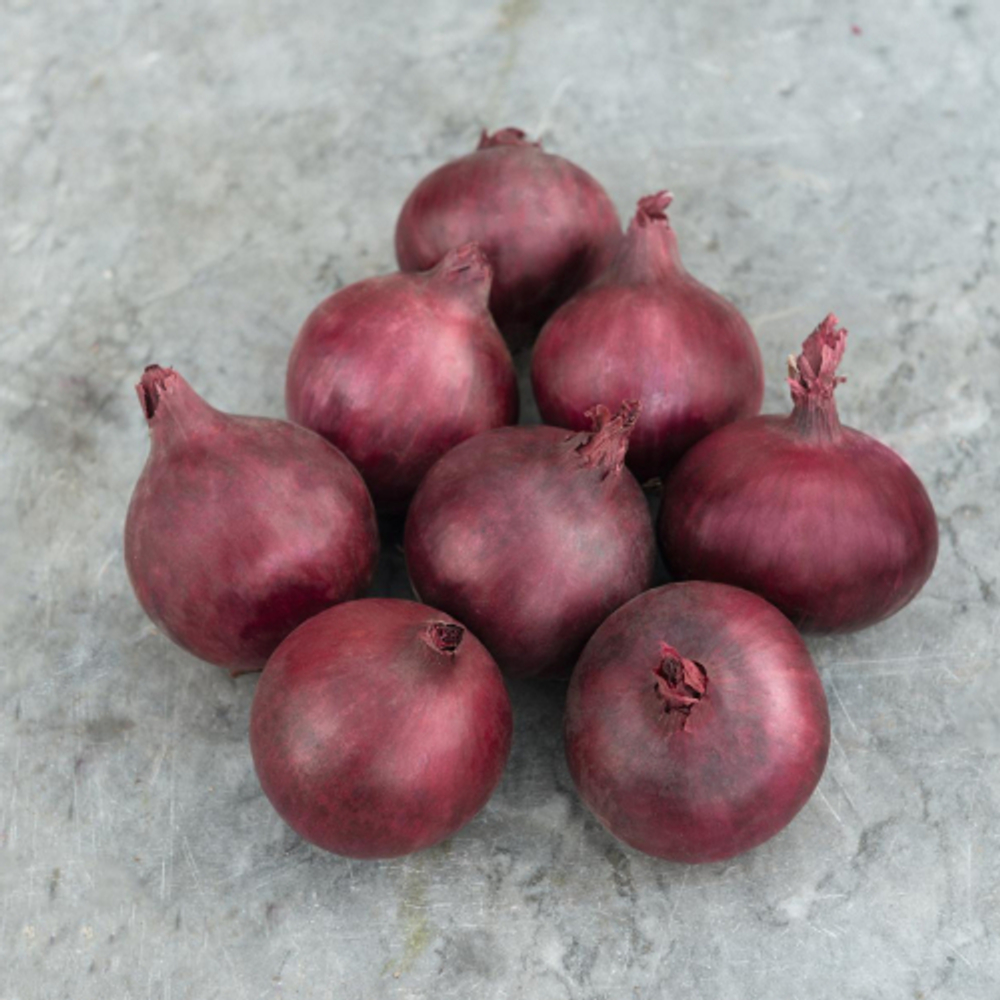 Лук-реп. Ред Барон  0,5г Мировые Семена VITA GREEN