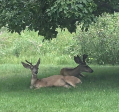 Институт Физического Мастерства - Вебинар 2