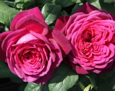 Иоган Вольфганг фон Гете (Johann Wolfgang von Goethe)