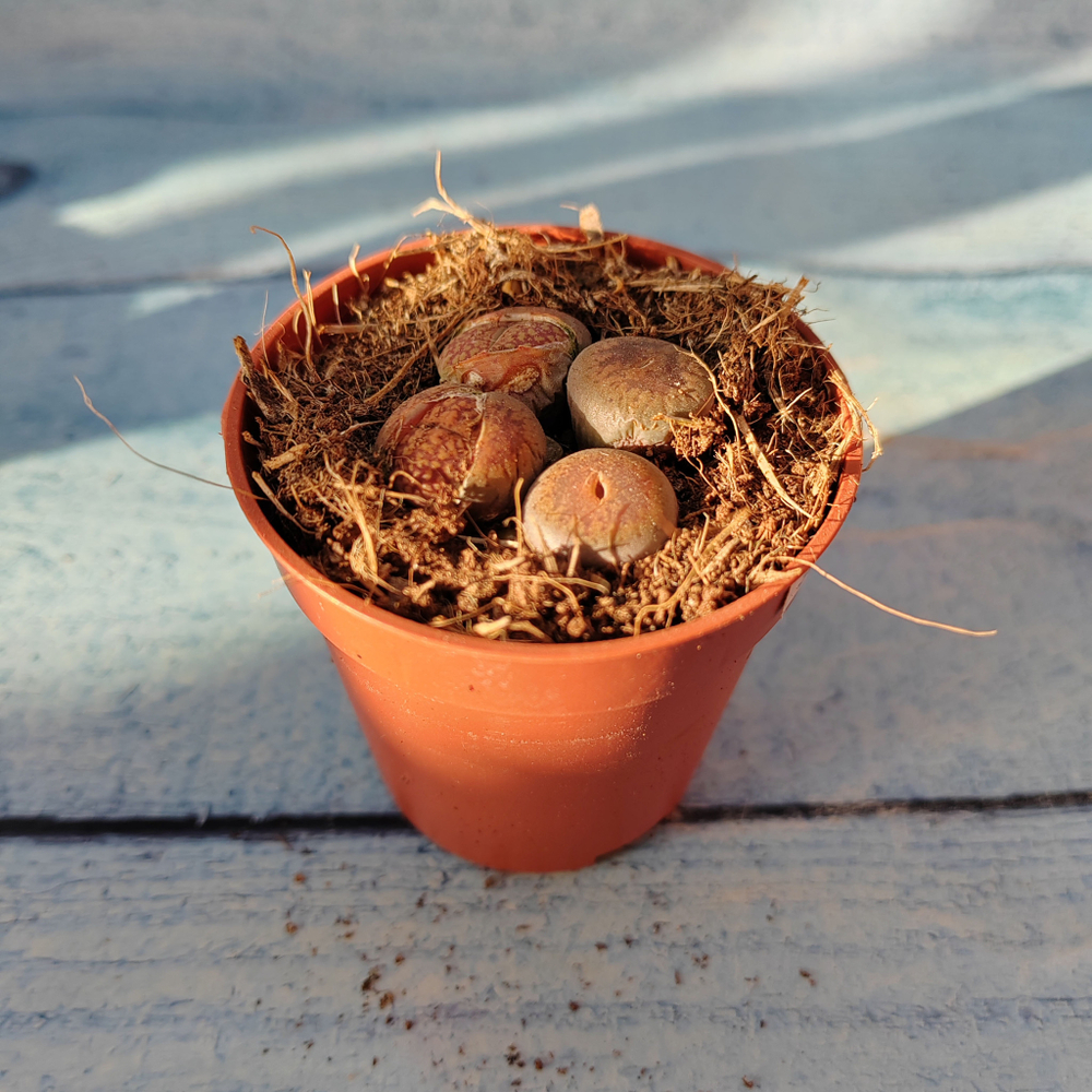 Lithops sp. (Литопсы)