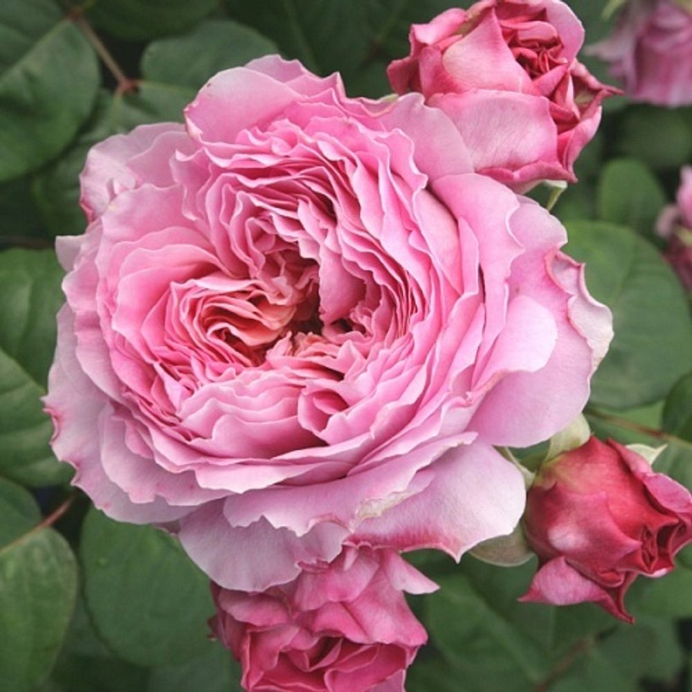 Роза чайно-гибридная Эйсвогель