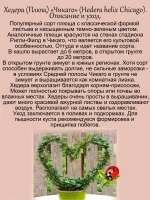 Хедера Чикаго плющ вечнозелёный