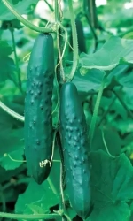 Семена Огурец Апрельский F1 10шт (УД) Е/П