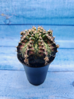 Gymnocalycium T-Rex Pink hybride (Гимнокалициум T-rex)