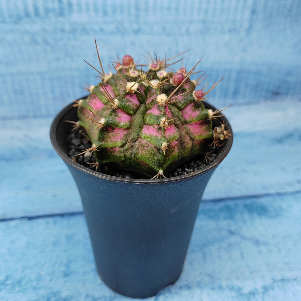 Gymnocalycium T-Rex Pink hybride (Гимнокалициум T-rex)