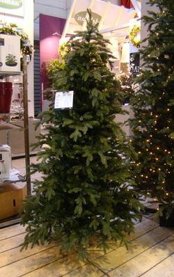 Сосна 230 см Black Box Ирландская Голландия фото