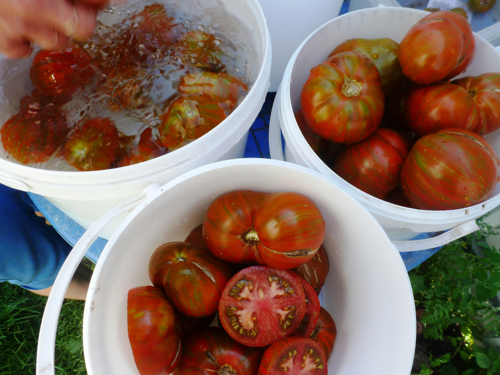 Помидоры - Berkeley Tiy Dye Heart - Сердце в стиле Тай Дай