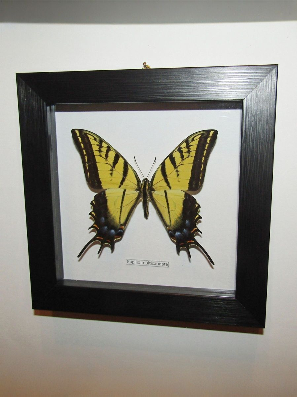 Бабочка Papilio multicaudata в рамке