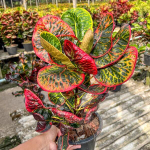 Кротон TALING CHAN