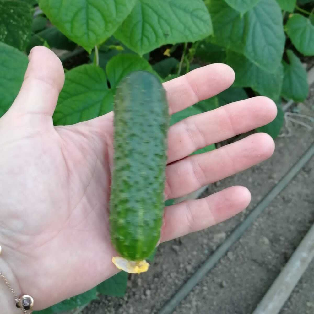 Монисия F1 семена огурца партенокарпического (Seminis / Семинис)