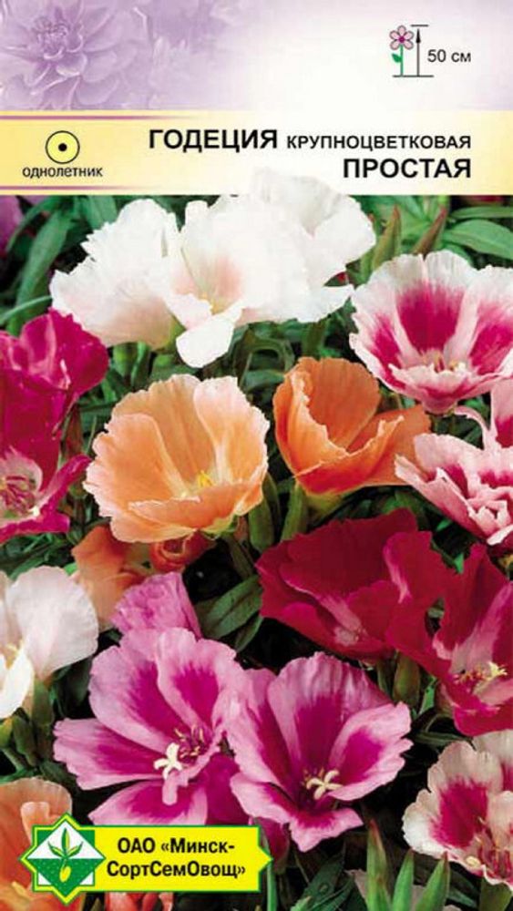 Годеция крупноцветковая "Простая" 0.3г., Германия. Годеция крупноцветковая "Простая" 0.3г., Германия.