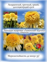 Эхинацея махровая "Лимонный леденец" Лимон Дроп