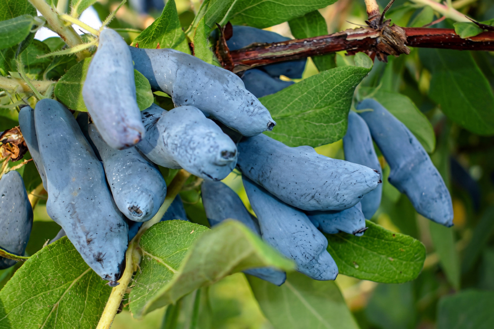 Саженец Жимолости съедобной «Гордость Бакчара» (Элитный сорт, Гигантская ягода-серп, Десертный вкус без горечи)