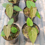 Антуриум PAPILLILAMINUM RED STEM x WAROCQUEANUM