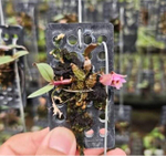 Орхидея DENDROBIUM FUSCIFAUCIUM