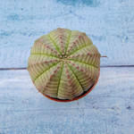 Euphoria Obesa (Эуфорбия)