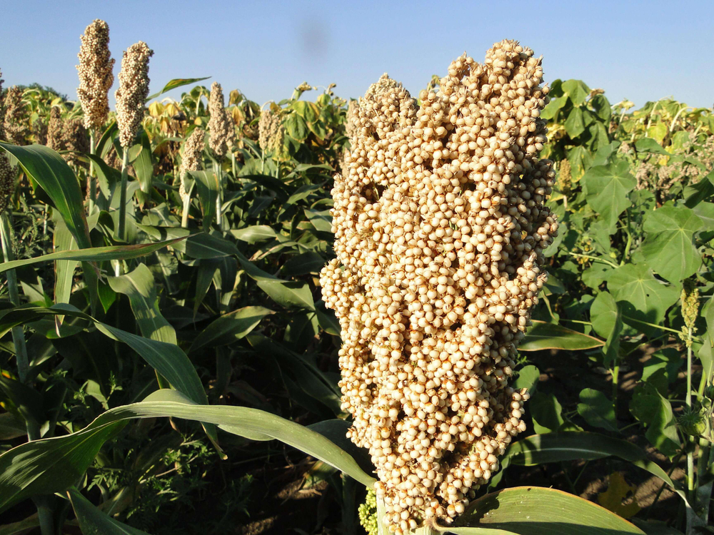 Сорго белое, 1000 гр.