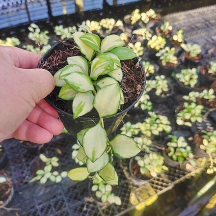 Хойя HEUSCHKELIANA VAR