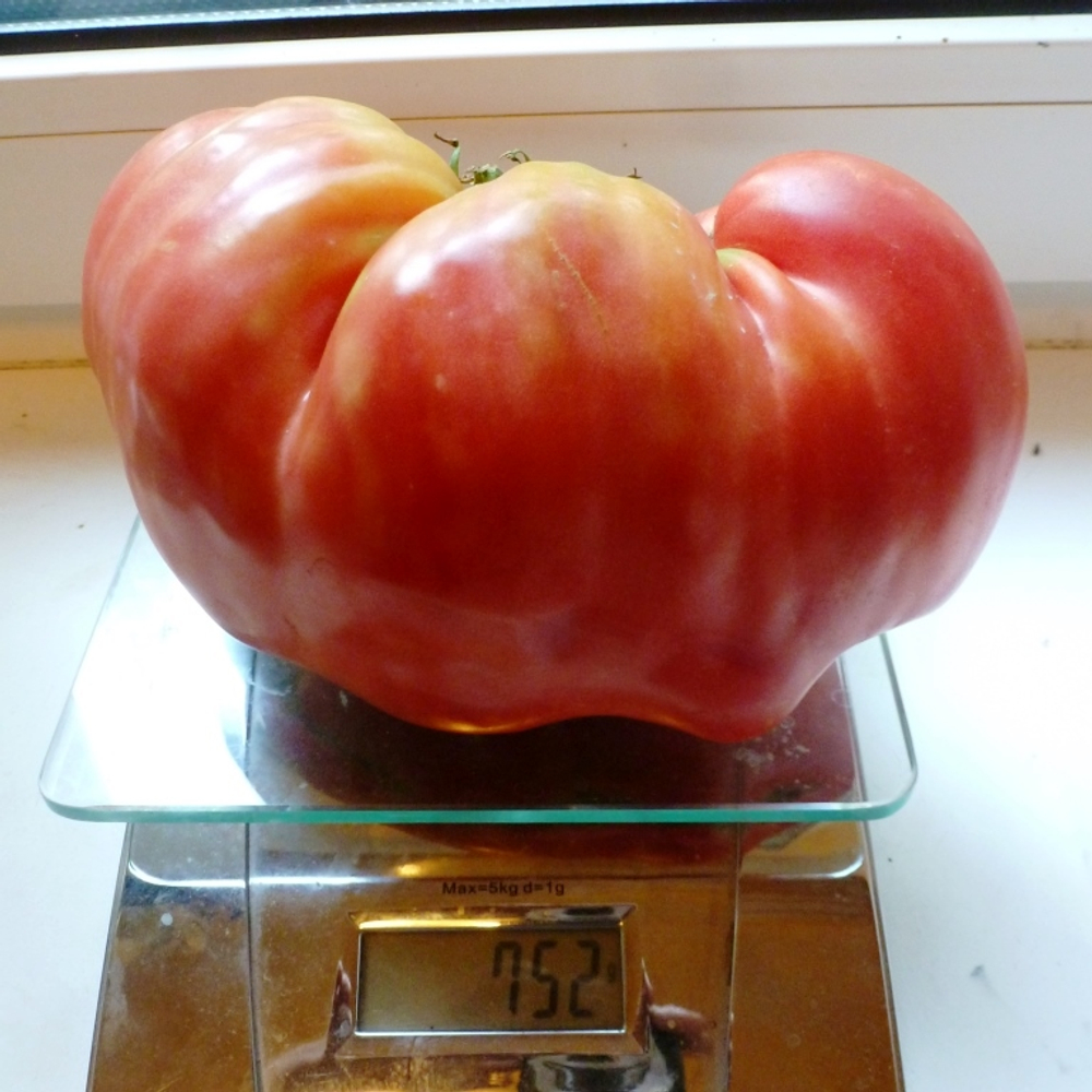 Помидоры Казахстанский Домашний