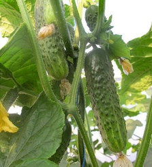 Афина F1 семена огурца пчелоопыляемого (Nunhems / Нюнемс)