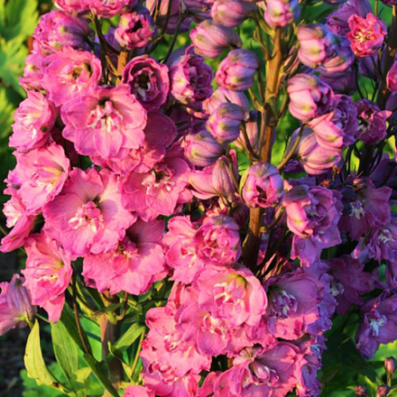 Дельфиниум высокий Дельфис Пинк Пауэр С2