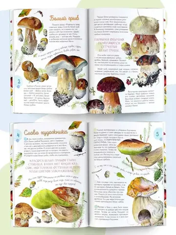 Грибы в лесу