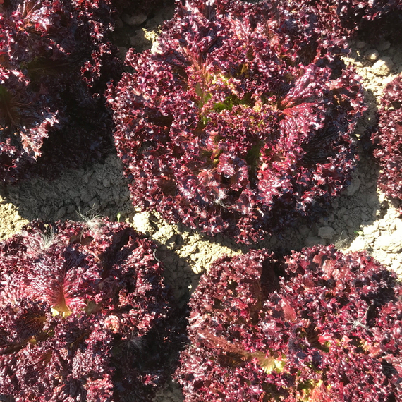 КАРМЕЗИ семена салата Rijk Zwaan культура – фото 1