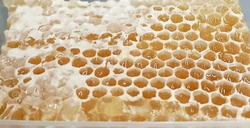 Мёд цветочный в мини- сотах разнотравный, Алтайский край, 385-490 гр.