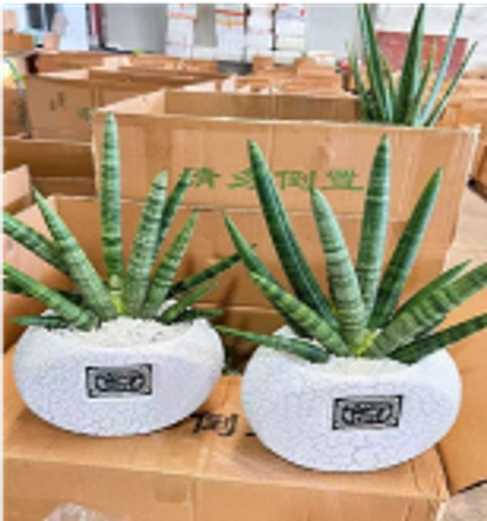 Сансевиерия керамический горшок