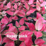 Аглаонема SUPER PINK (A190)