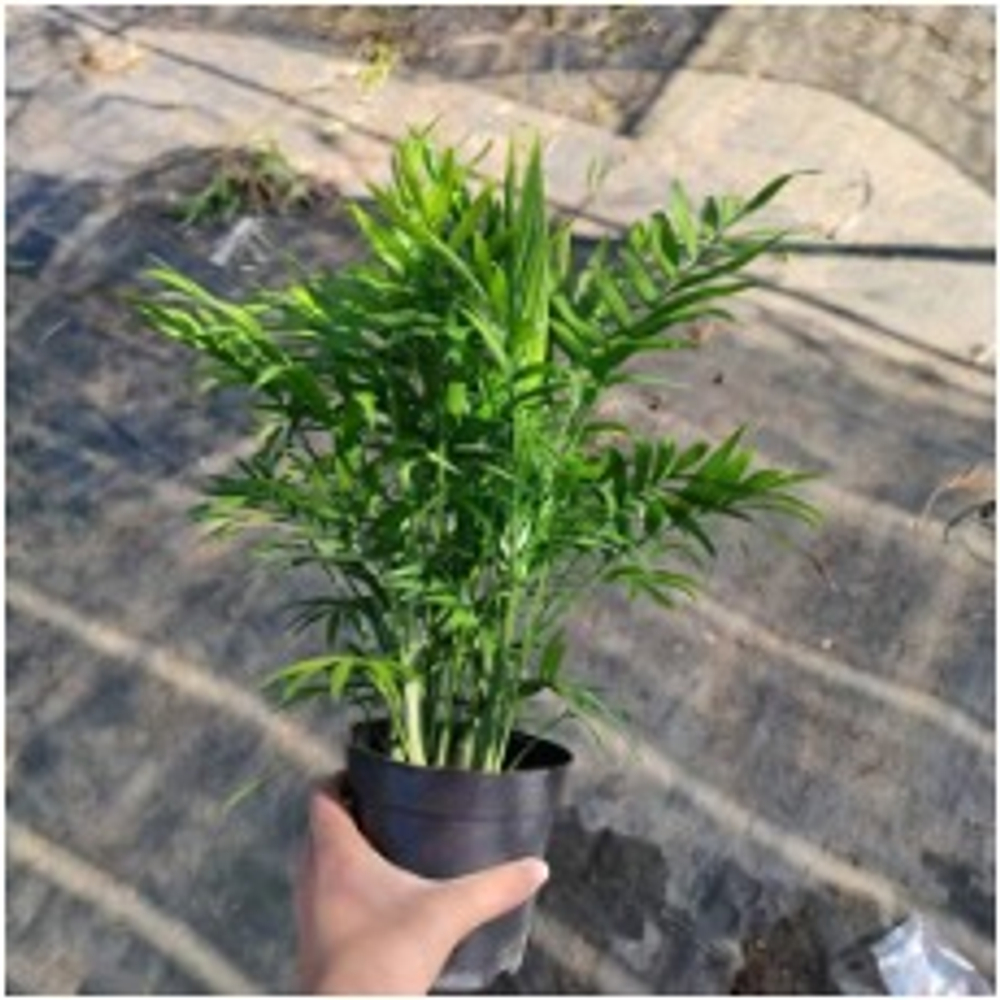 Ховея Dwarf Palm д.9