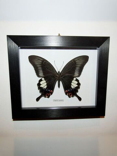 Бабочка Papilio iswara в рамке