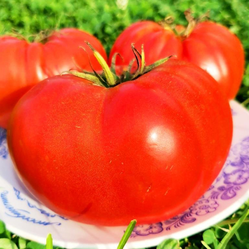 Помидоры Ранневесенний Король - Spring King Early Tomato