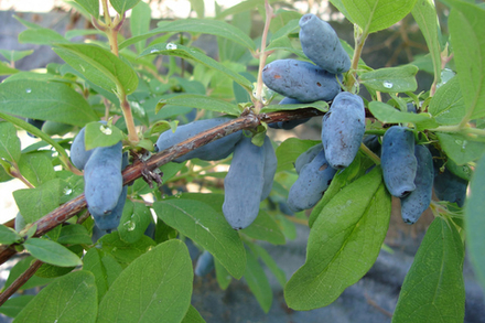 Саженец Жимолости съедобной «Волхова» (Сладкая классика, Без горечи, Не осыпается, Высокоурожайная)