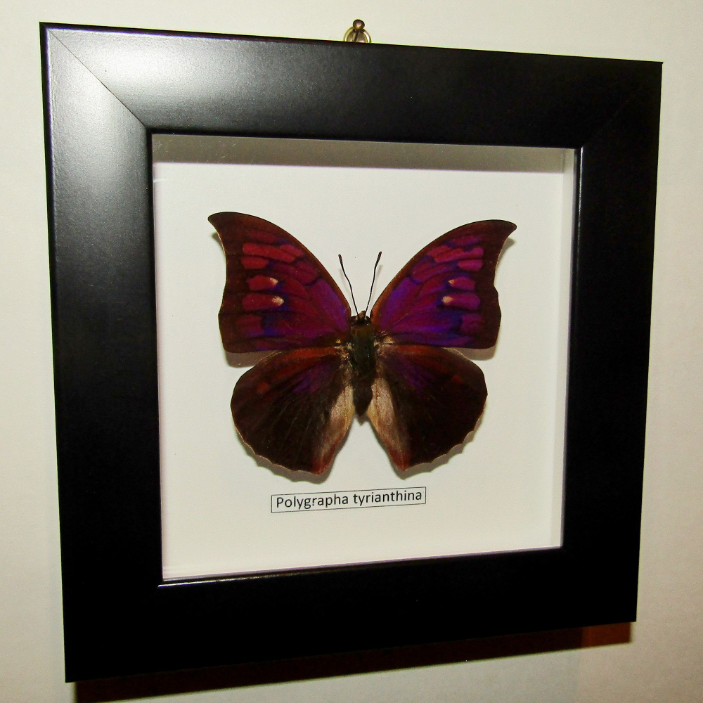 Бабочка Polygrapha tyrianthina в рамке