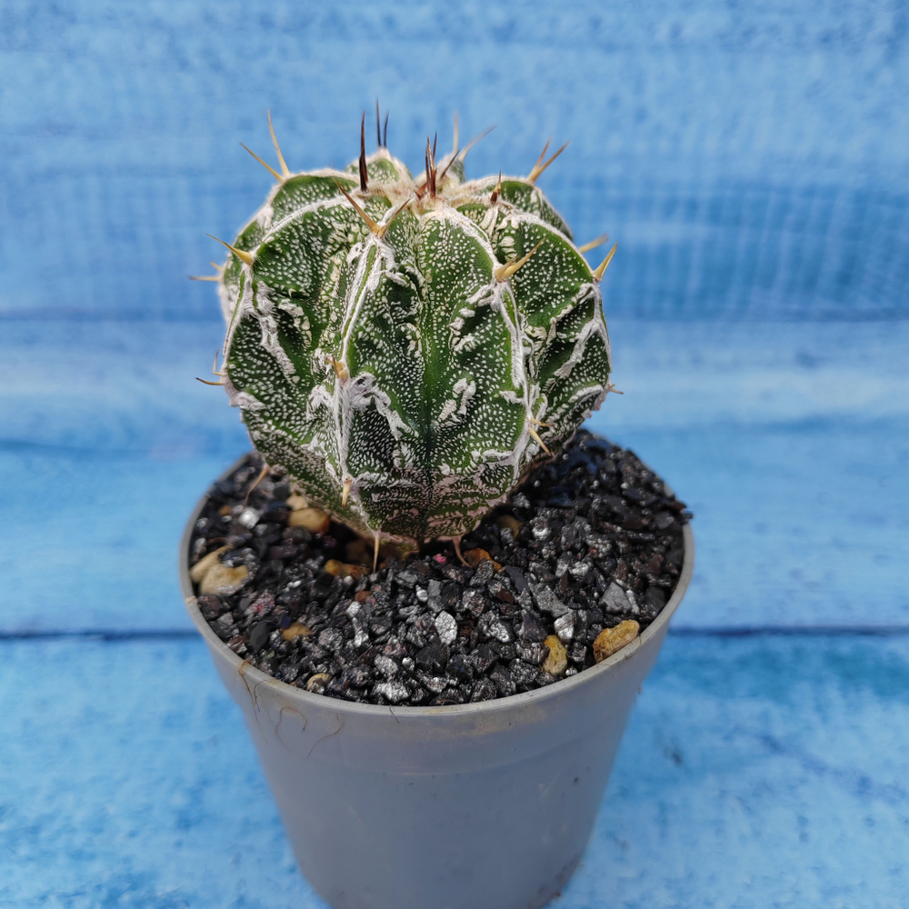 Astrophytum Myriostigma cv. Fukuryu (Астрофитум)