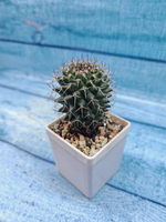 Mammillaria Hildagensis (Маммилярия)