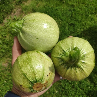 Кабачки сорта Оникс