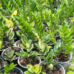 Замиокулькас VAR